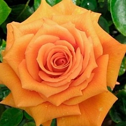 Роза чайно-гибридная и флорибунда 